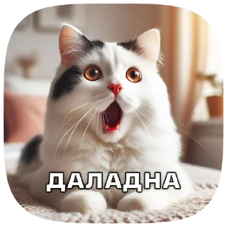 🙀