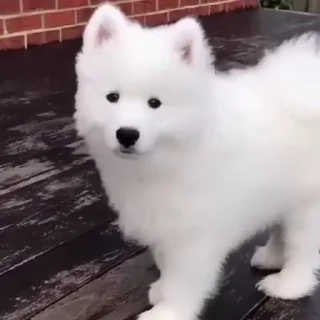 🤍