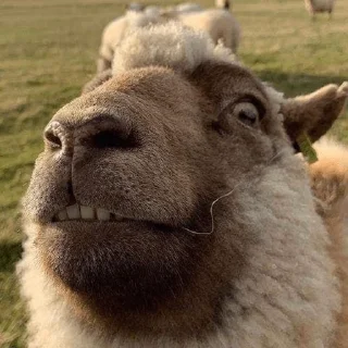🤪