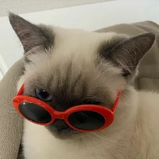 👓