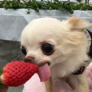 🍓