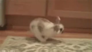 🐇bunnies gif✨ :: @fStikBot