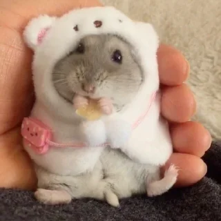 🐹