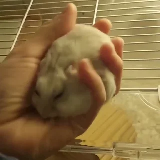 🐭