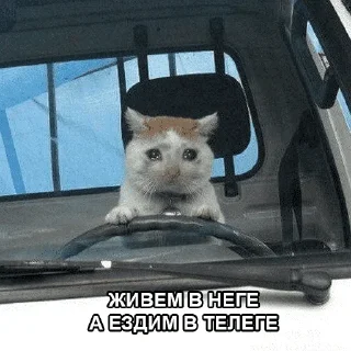 😺
