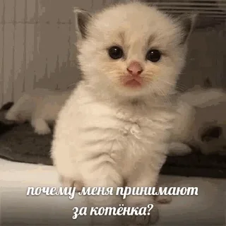 😿