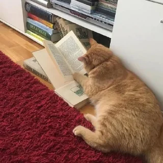 🐱