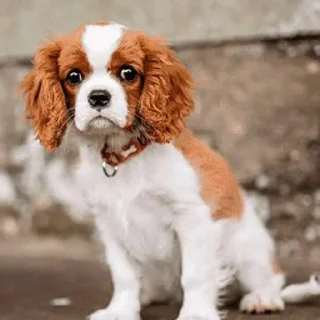 🐶