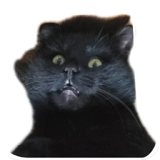 🐱