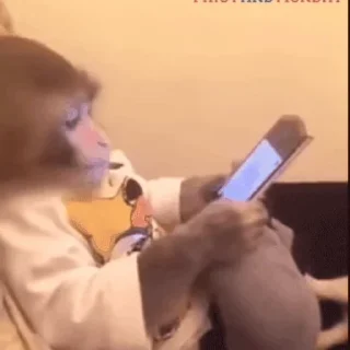 🐒