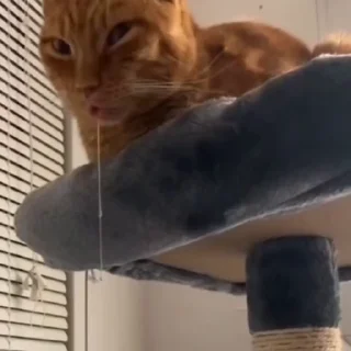 🐈