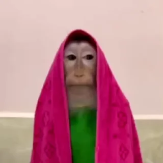 🙉