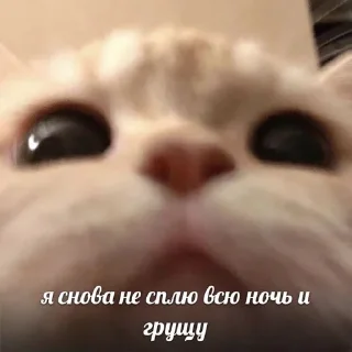 🤍