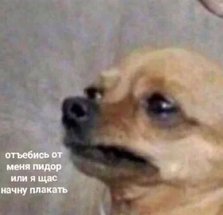 🥺