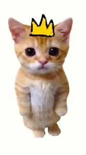 🤩