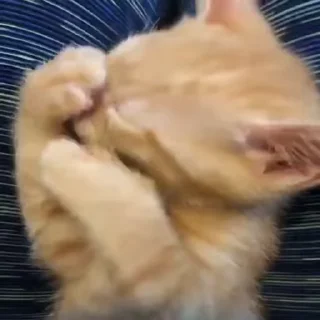 😻