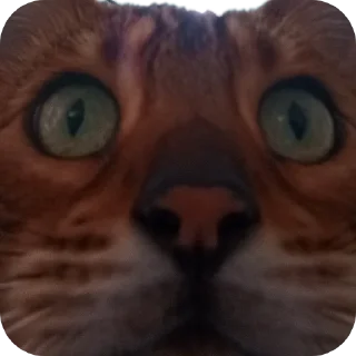 🐱