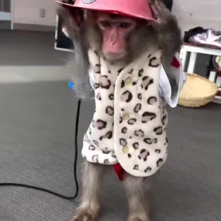 🙈
