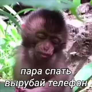 🐵