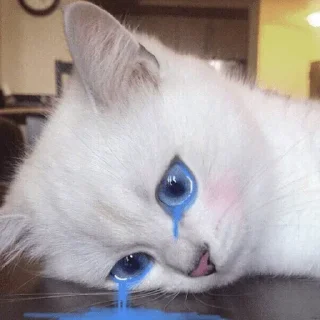😿