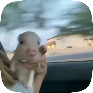 🏎