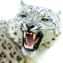 😾