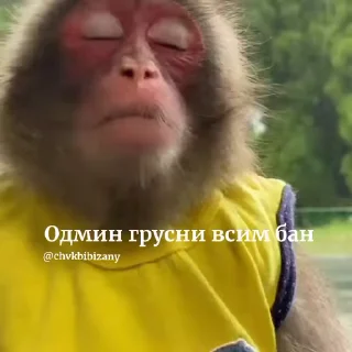🐵