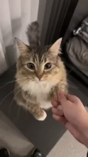 🌟