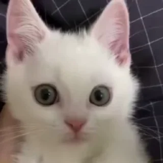 @M_Like_Moon dies on Cats