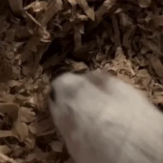 🙈