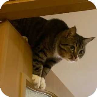 🐱