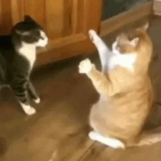 🐱