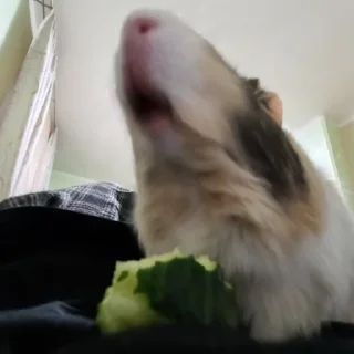 🐹