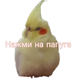 🐦