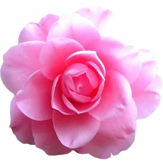 🌹