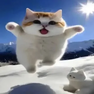 🐱