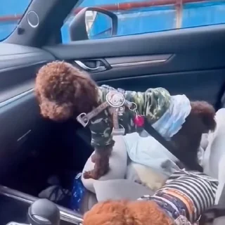 🐩