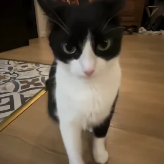 🐈‍⬛️
