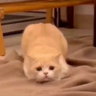 🤩