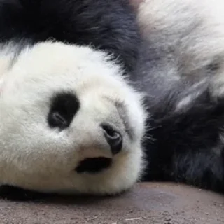🐼