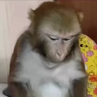 🌟