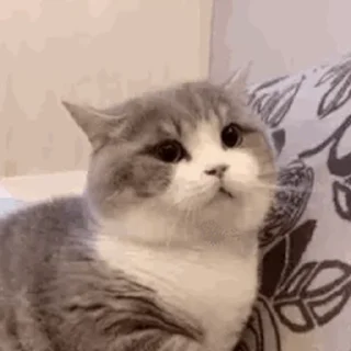 🐱