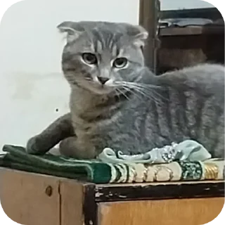 🐱