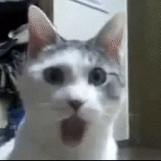 🙀