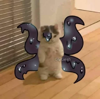 🐱