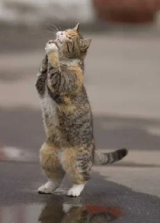 👏