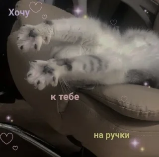 🐾