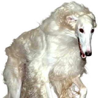 🐩