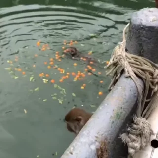🦧