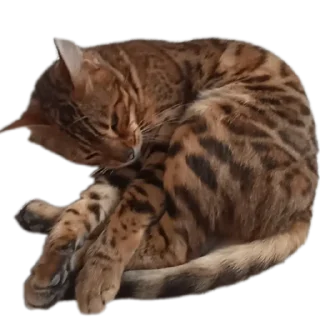 🐱